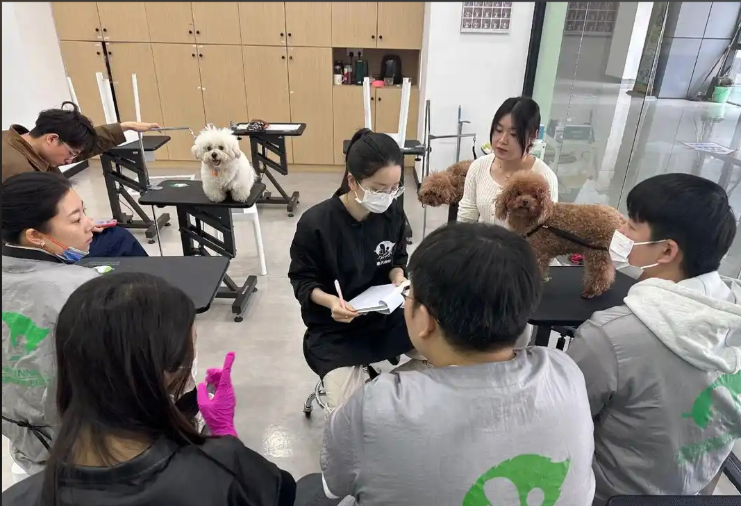 淄博市宠物美容学习宠物美容培训学校 - 一站式服务